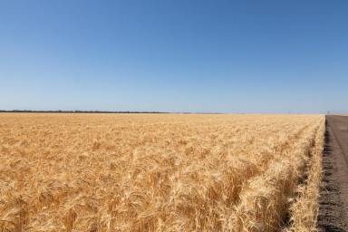 Cropping Sold - NSW - Back Creek - 2671 - Timberscombe  (Image 2)