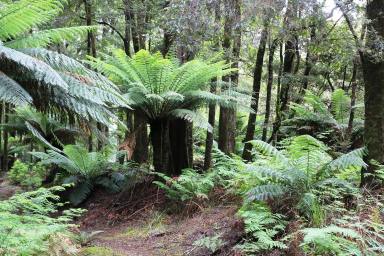 Residential Block For Sale - TAS - Trowutta - 7330 - Escape to the wilderness  "Tarkine Region" Unspoilt, Never Logged Old Growth Forest.  (Image 2)