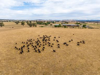Mixed Farming For Sale - NSW - Wagga Wagga - 2650 - EDGE OF CITY RURAL LANDHOLDING PURCHASE & LEASE OPPORTUNITY  (Image 2)
