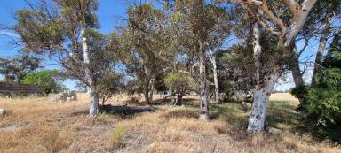 Lifestyle Sold - WA - Wagin - 6315 - 30 Acre "Get Away"  (Image 2)