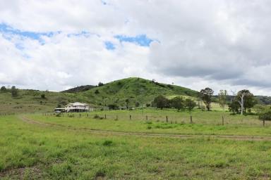 Livestock For Sale - QLD - Theebine - 4570 - ON TOP OF THE WORLD  (Image 2)