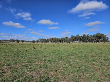 Farmlet Sold - NSW - Mudgee - 2850 - Ultimate Lifestyle Block  (Image 2)