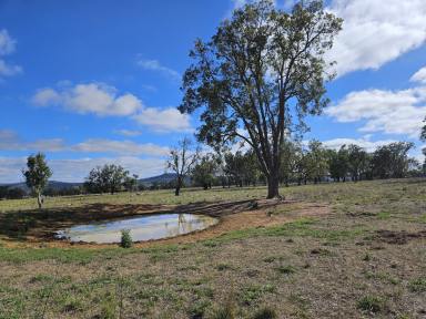 Farmlet Sold - NSW - Mudgee - 2850 - Rural Lifestyle with Productive Land  (Image 2)