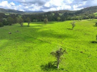 Livestock For Sale - NSW - Kyogle - 2474 - GHINNI GHI FARM - Over 100 years of history  (Image 2)