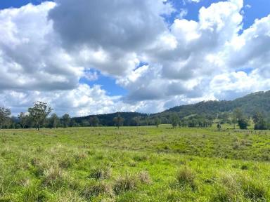 Livestock For Sale - NSW - Kyogle - 2474 - GHINNI GHI FARM - Over 100 years of history  (Image 2)