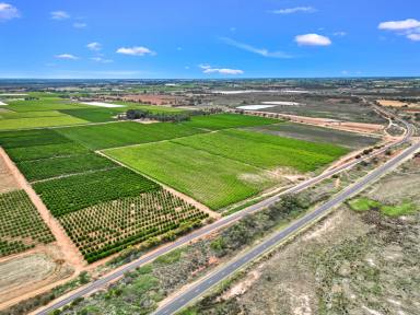 Horticulture For Sale - VIC - Yelta - 3505 - Charming Vineyard  (Image 2)