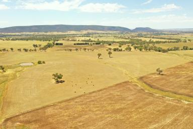 Mixed Farming For Sale - NSW - Young - 2594 - Potential meets practicality  (Image 2)