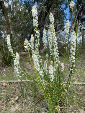 Lifestyle For Sale - VIC - Woodside - 3874 - High Conservation Value Bush Block – Preserve Nature’s Beauty  (Image 2)