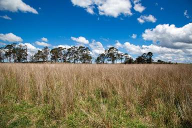 Acreage/Semi-rural For Sale - NSW - Sutton Forest - 2577 - The Perfect Balance of Grazing & Nature  (Image 2)