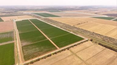 Other (Rural) For Sale - NSW - Bilbul - 2680 - IRRIGATION FARM MINUTES FROM CBD - SALE or LEASE  (Image 2)