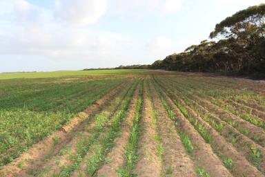 Mixed Farming For Sale - SA - Marama - 5307 - Organic For 20 + Years, Healthy Southern Mallee Graze/Crop  (Image 2)