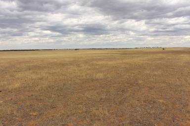 Mixed Farming For Sale - SA - Marama - 5307 - Organic For 20 + Years, Healthy Southern Mallee Graze/Crop  (Image 2)