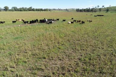 Mixed Farming Sold - QLD - Muniganeen - 4352 - KIAH MAROO
WELL IMPROVED, MIXED-USE PROPERTY WITH 2 IRRIGATION LICENCES  (Image 2)