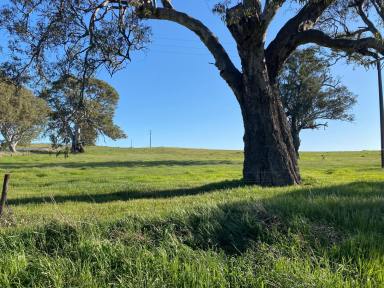 Residential Block For Sale - SA - Eden Valley - 5235 - 65 Ha, water licence, boutique vineyard, quality land close to Barossa. Your country residence awaits (STCC).  (Image 2)