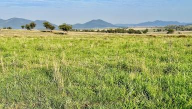 Other (Rural) For Sale - NSW - Gunnedah - 2380 - Productive grazing and mixed farming holding, boasting fertile soils and excellent water  (Image 2)