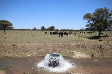 Cropping For Sale - NSW - Wakool - 2710 - GROUNDWATER OFFERING SECURITY DURING DRY TIMES  (Image 2)