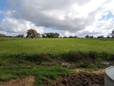 Dairy For Sale - NSW - Barham - 2732 - GREENACRES - 30 ASIDE SWINGOVER DAIRY 327 ACRES  (Image 2)