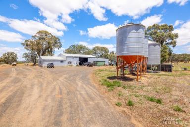 Commercial Farming For Sale - VIC - Balmoral - 3407 - Stunning Income Producing / Lifestyle Property  (Image 2)