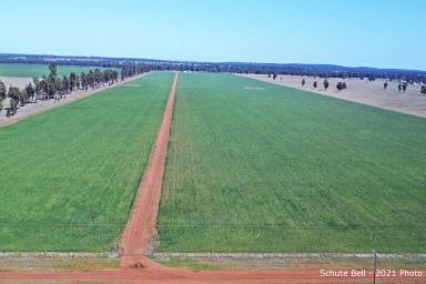 Cropping For Sale - NSW - Peak Hill - 2869 - Ready to go!  (Image 2)
