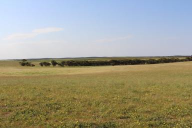 Mixed Farming For Sale - SA - Lameroo - 5302 - Well Positioned Southern Mallee Rural Lifestyle Property  (Image 2)