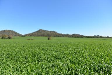 Cropping For Sale - NSW - Narrabri - 2390 - Soils & Rainfall to Suit  (Image 2)