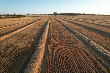 Mixed Farming For Sale - WA - Qualeup - 6394 - Shalimar | Qualeup, Western Australia  (Image 2)