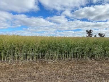 Mixed Farming Sold - WA - Qualeup - 6394 - Shalimar | Qualeup, Western Australia  (Image 2)