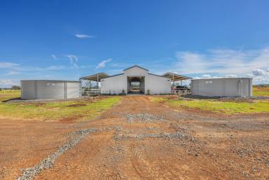 Lifestyle Sold - NSW - Tamworth - 2340 - WELL DEVELOPED EQUINE PROPERTY CLOSE TO TAMWORTH  (Image 2)