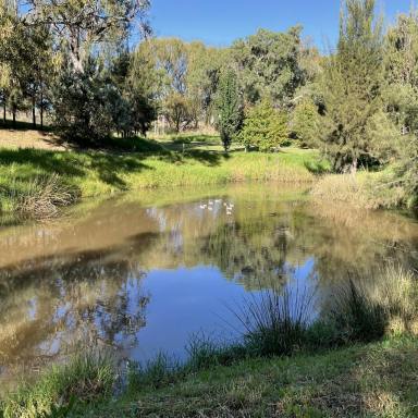 House For Sale - NSW - Inverell - 2360 - 'Salta' - Tranquil living  (Image 2)