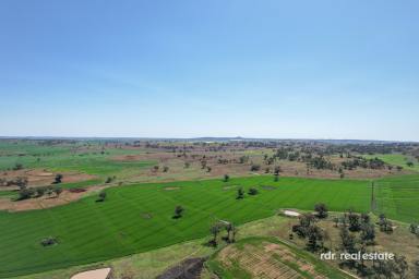 Livestock For Sale - NSW - Delungra - 2403 - LOCH LEVEN  (Image 2)