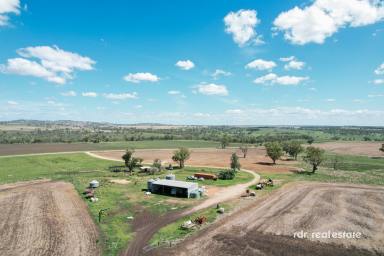 Livestock For Sale - NSW - Delungra - 2403 - LOCH LEVEN  (Image 2)