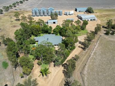 Cropping For Sale - NSW - Moree - 2400 - Grain Production Powerhouse  (Image 2)
