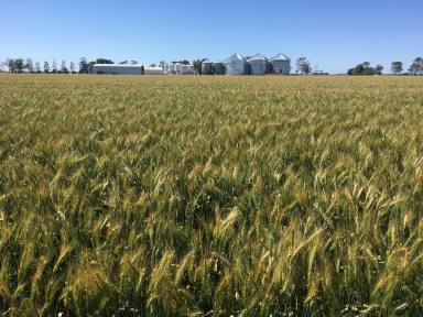 Cropping For Sale - NSW - Moree - 2400 - Grain Production Powerhouse  (Image 2)