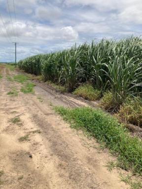 Cropping For Sale - QLD - Airville - 4807 - For Sale 149.19 Acres of Prime Rural Land  (Image 2)
