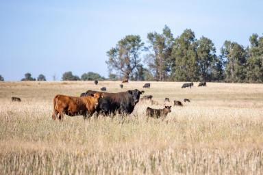 Mixed Farming Sold - NSW - Wagga Wagga - 2650 - Prime Riverina Farming Country  (Image 2)