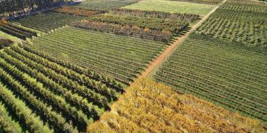 Commercial Farming For Sale - WA - Manjimup - 6258 - Guadagnino Orchards  (Image 2)