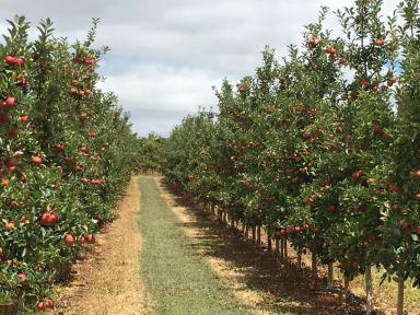 Commercial Farming For Sale - WA - Manjimup - 6258 - Guadagnino Orchards  (Image 2)