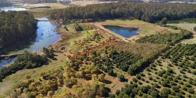 Other (Rural) For Sale - WA - Jardee - 6258 - Guadagnino Orchards  (Image 2)