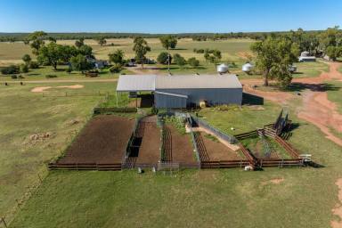 Mixed Farming For Sale - NSW - Leeton - 2705 - Rural lifestyle on the doorsteps of Leeton  (Image 2)