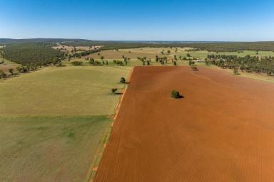 Mixed Farming For Sale - NSW - Leeton - 2705 - Rural lifestyle on the doorsteps of Leeton  (Image 2)