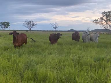 Livestock Sold - NT - Adelaide River - 0846 - DISCOVER THE POTENTIAL AT ISABELLA DOWNS: A PRIME 1,583* HECTARE FREEHOLD PROPERTY AWAITS!  (Image 2)