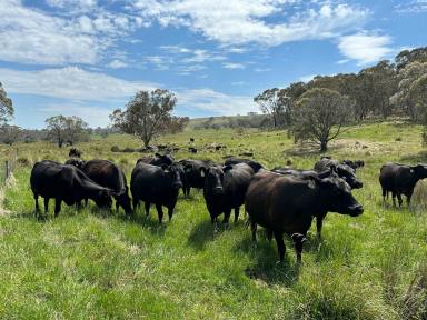 Livestock For Sale - NSW - Jerangle - 2630 - Whinstone Valley  (Image 2)