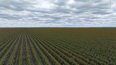 Cropping For Sale - NSW - Moree - 2400 - "Muldoon" - Production & Efficiency  (Image 2)
