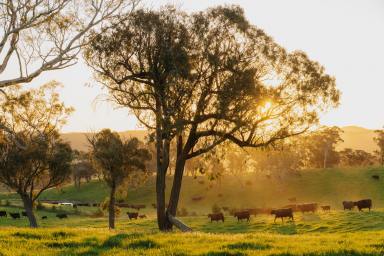 Mixed Farming Sold - NSW - Goulburn - 2580 - Luxury Country Living  (Image 2)