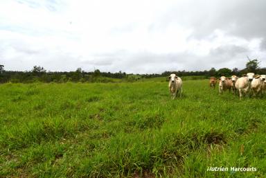 Other (Rural) For Sale - QLD - Mount Perry - 4671 - 418 Acres of Improved Pasture  (Image 2)