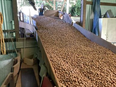 Cropping For Sale - QLD - Peachester - 4519 - Lifestyle Opportunity Work 6 Mths Award Winning Macadamia Farm with Rental Income  (Image 2)