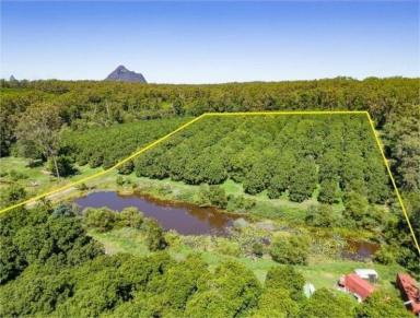 Cropping For Sale - QLD - Peachester - 4519 - Lifestyle Opportunity Work 6 Mths Award Winning Macadamia Farm with Rental Income  (Image 2)