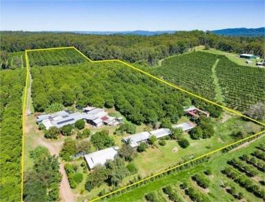 Cropping For Sale - QLD - Peachester - 4519 - Lifestyle Opportunity Work 6 Mths Award Winning Macadamia Farm with Rental Income  (Image 2)
