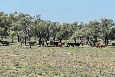Mixed Farming For Sale - NSW - Brewarrina - 2839 - Level Alluvial Open Black Self-mulching Soils - Suit Sheep & Cattle Production  (Image 2)