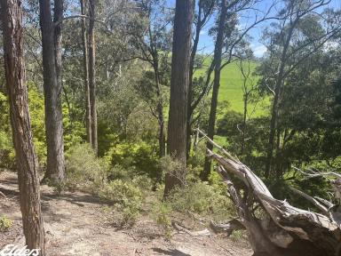 Other (Rural) For Sale - VIC - Won Wron - 3971 - SECLUDED BUSH BLOCK WITH LONG CREEK FRONTAGE  (Image 2)